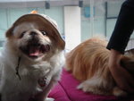 Puffy Puppies035