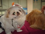 Puffy Puppies036
