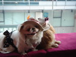 Puffy Puppies037