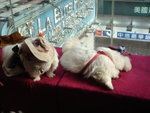 Puffy Puppies041