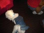 Puffy Puppies042