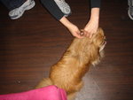 Puffy Puppies045