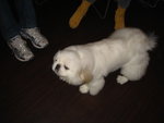 Puffy Puppies046