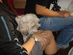 Puffy Puppies048