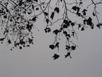 IMG_0605