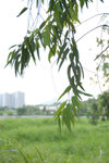 NamSangWai_055