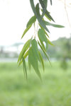 NamSangWai_056