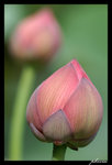 PICT0079_edit