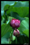 PICT0084_edit