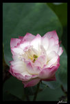 PICT0247_edit