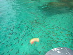 西瓜餵魚