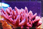 PNG0041