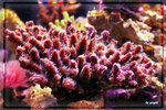 PNG0051