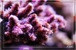 PNG0060