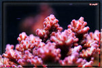 PNG0070