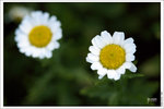 120319_DSF0851