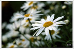 120319_DSF0853