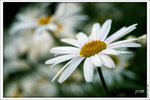 120319_DSF0854
