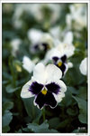 120319_DSF0855