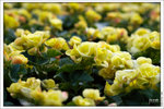 120319_DSF0859