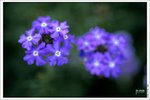 120319_DSF0865