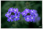 120319_DSF0868