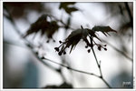 120319_DSF0875