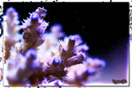 PNG0010