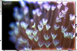 PNG0017