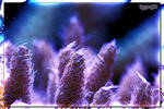 PNG0020