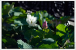 _DSF0065