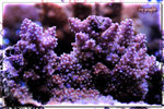 PNG0308
