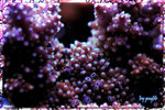 PNG0310