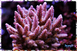 PNG0320