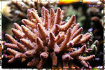 PNG0321