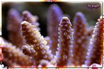 PNG0327