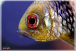 PNG0019