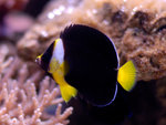 PNG0081