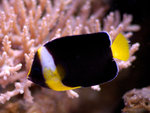 PNG0083
