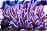 PNG0167