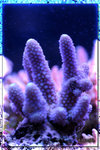 PNG0168