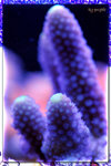 PNG0179