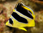 PNG0106
