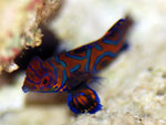 PNG0109