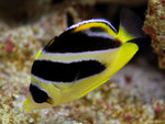 PNG0111