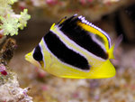 PNG0115