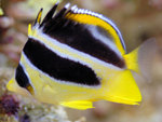 PNG0117