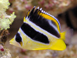 PNG0121