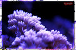 PNG0051