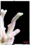 PNG0068